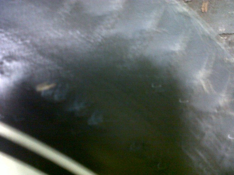 IMG00267-20100807-1545.jpg